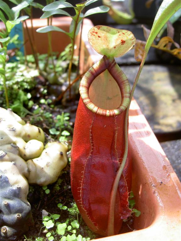 Nepenthes x coccinea 'red' 2
